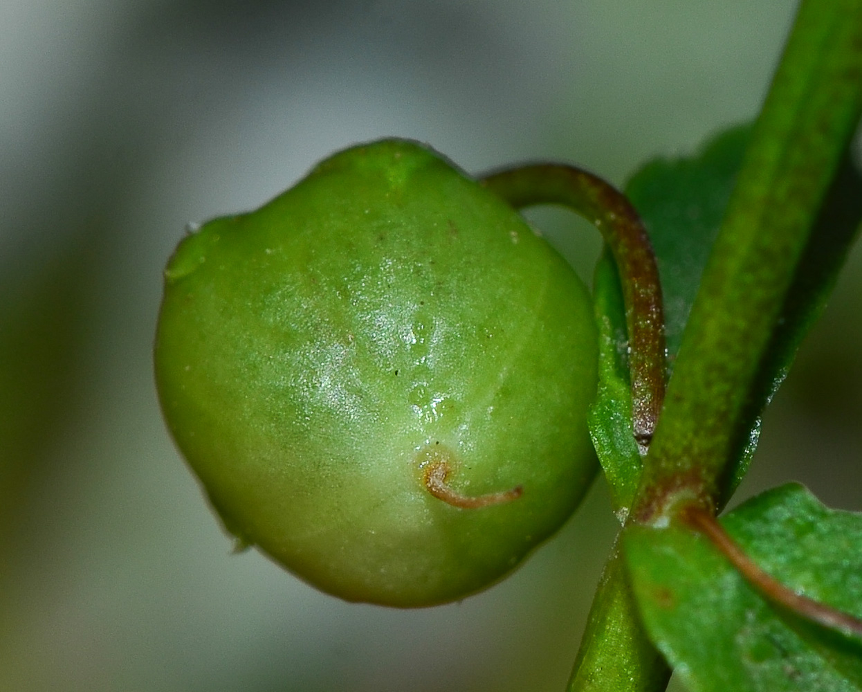 Image of Angelonia angustifolia specimen.