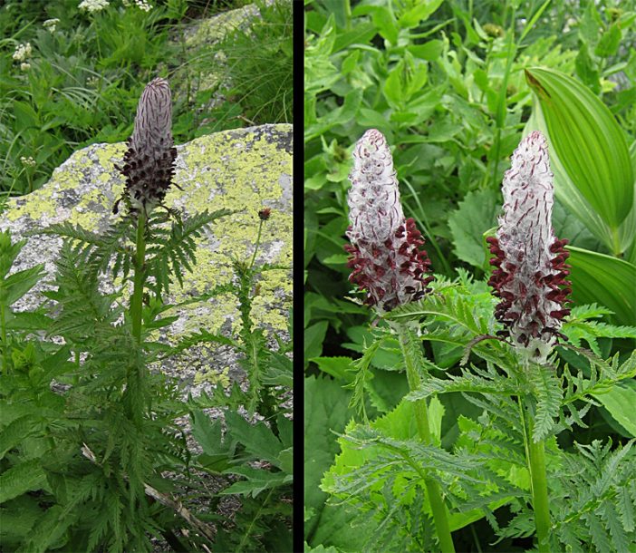 Image of Pedicularis atropurpurea specimen.