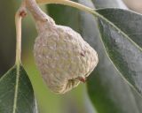 Quercus ilex. Завязавшийся плод. Греция, Халкидики. 07.09.2009.
