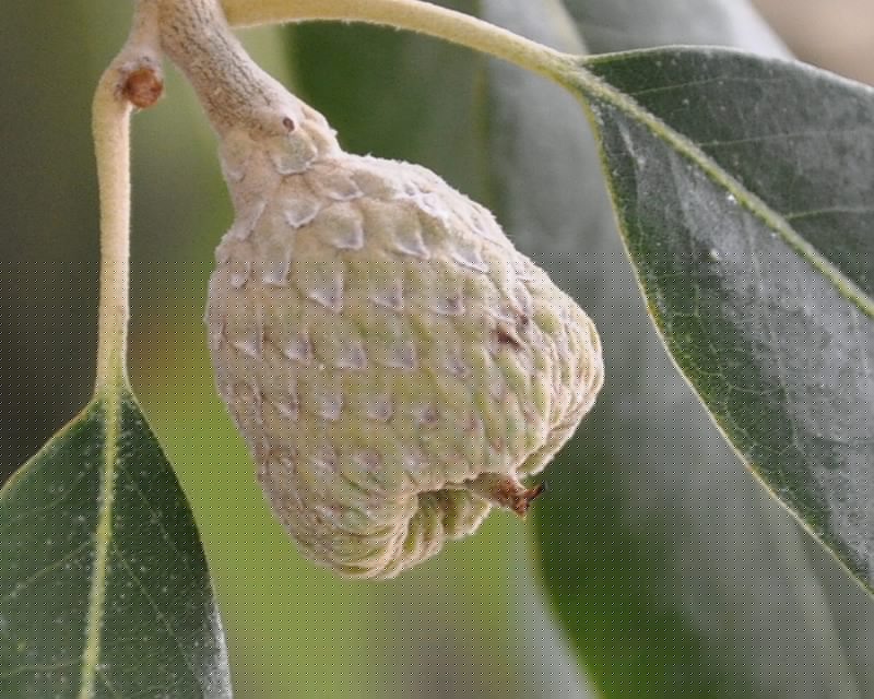 Изображение особи Quercus ilex.