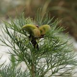 Paeonia tenuifolia