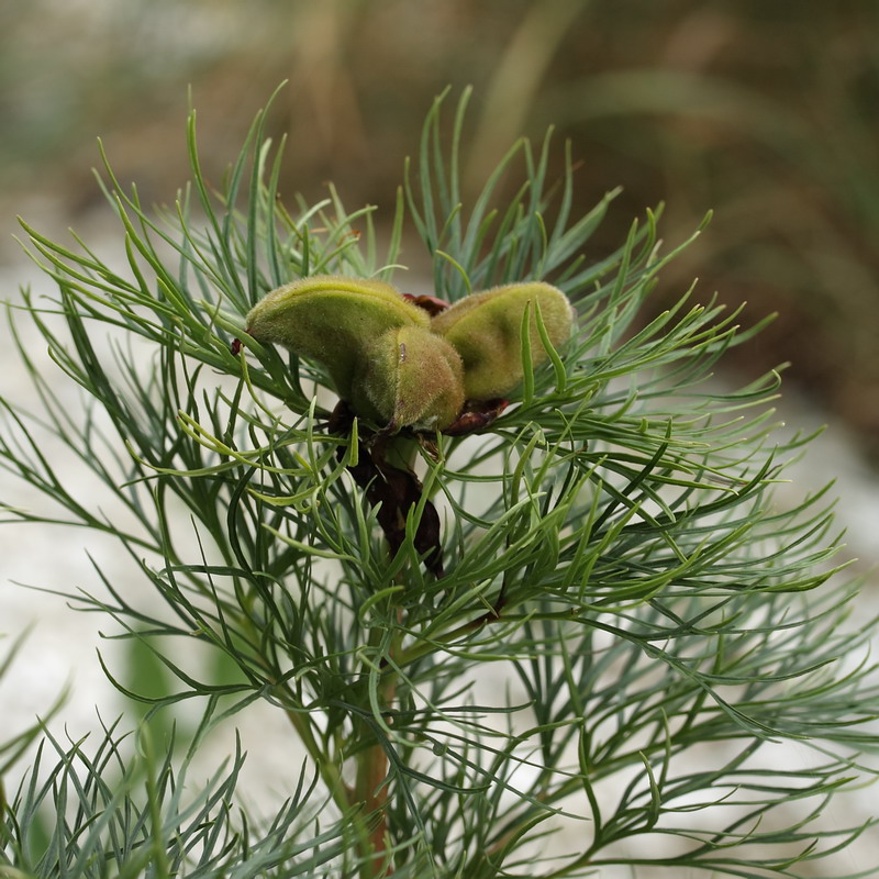 Image of Paeonia tenuifolia specimen.