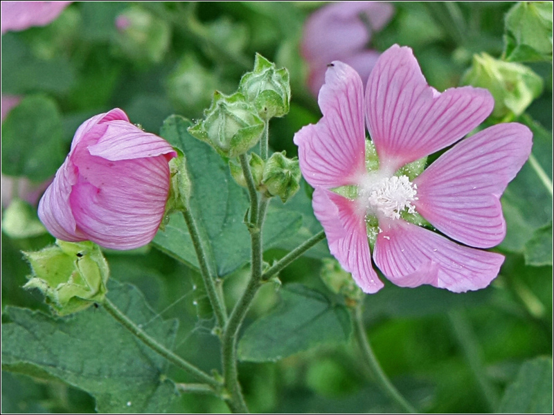 Image of Malva thuringiaca specimen.