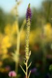 Veronica spicata. Соцветие с завязавшимися плодами. Белгородская обл., пос. Борисовка, остепнённый луг. 01.07.2009.