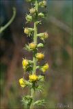 Verbascum blattaria