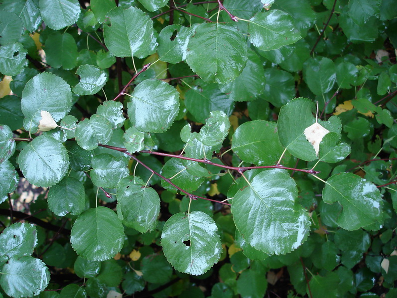 Image of Amelanchier alnifolia specimen.