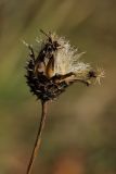 Centaurea scabiosa. Соплодие с вызревшими плодами. Санкт-Петербург, Дудергофские высоты. 10.10.2009.