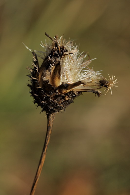 Изображение особи Centaurea scabiosa.