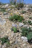 Juno willmottiana. Цветущие растения на горном склоне. Южный Казахстан, горы Алатау, над заброшенным карьером. 22.04.2014.