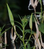 Asclepias curassavica