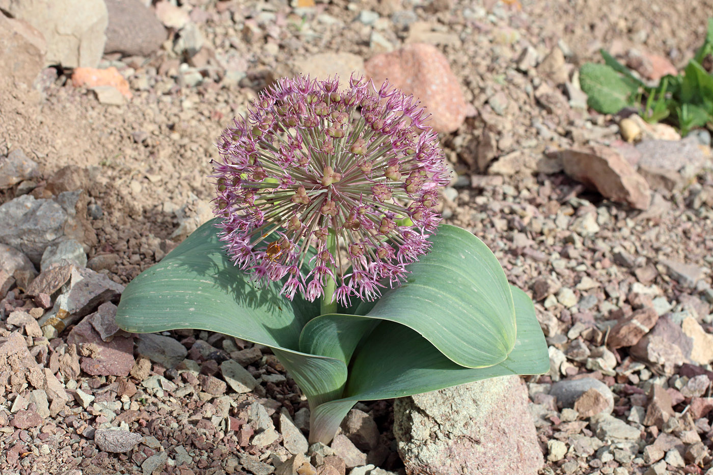 Image of Allium karataviense ssp. henrikii specimen.