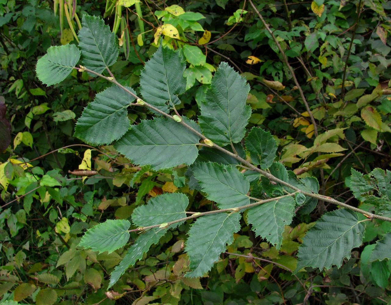 Изображение особи Carpinus betulus.