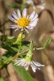 род Symphyotrichum. Соцветия. Ленинградская обл., Кировский р-н, пос. Дачное, пойма р. Мга, злаковый луг. 04.10.2015.