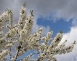 Cerasus avium. Ветви цветущего дерева. Краснодарский край, г. Крымск, в культуре. 20.04.2015.