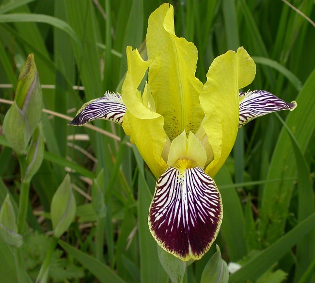 Изображение особи Iris variegata.