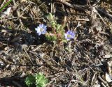 Gentiana pseudoaquatica