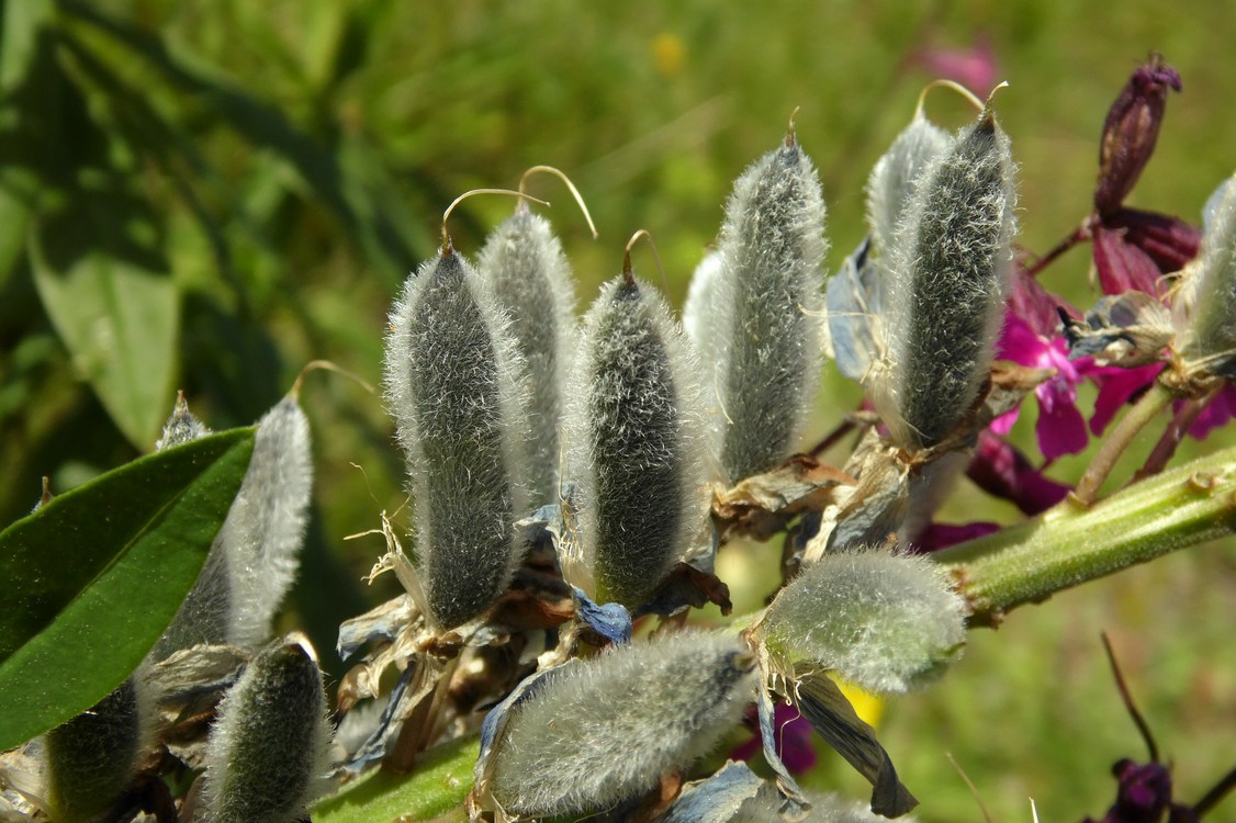 Изображение особи Lupinus &times; regalis.