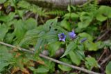 Gentiana schistocalyx. Верхушка цветущего растения. Абхазия, хр. Авадхара, юго-восточный лесистый склон хребта с выходами минеральных вод. 17.08.2015.