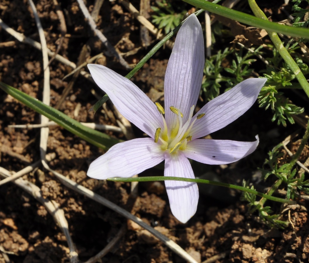 Изображение особи Colchicum doerfleri.