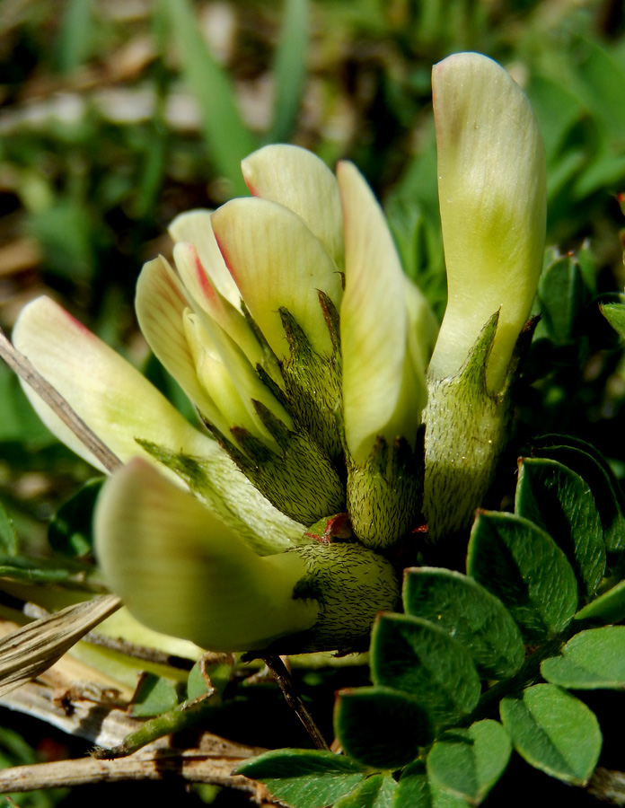 Изображение особи Astragalus resupinatus.