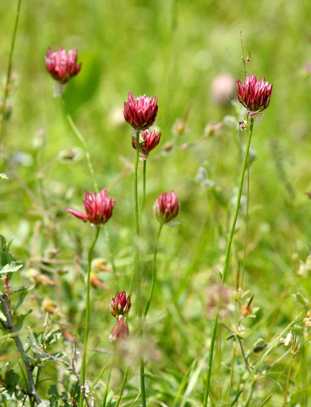 Image of Allium inconspicuum specimen.