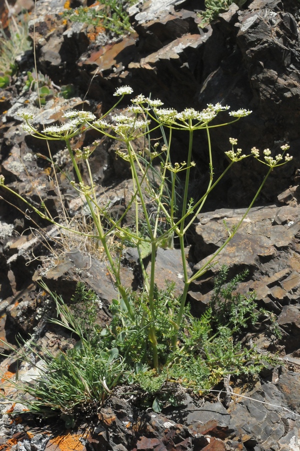 Image of Schrenkia vaginata specimen.
