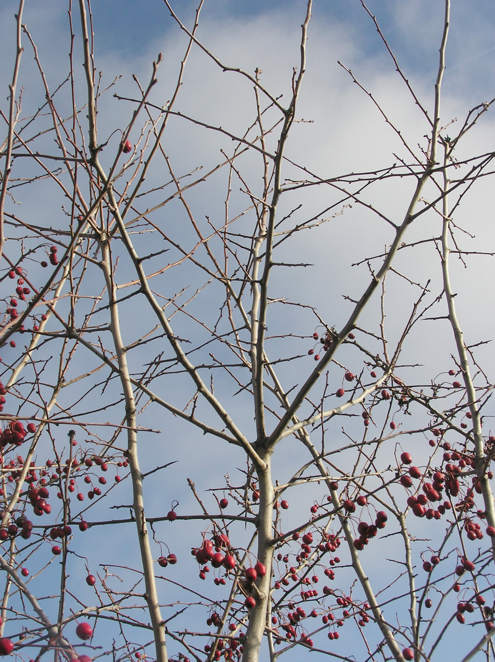 Image of Crataegus monogyna specimen.