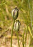 Tulipa tetraphylla