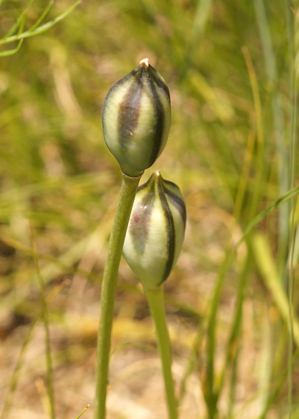 Изображение особи Tulipa tetraphylla.