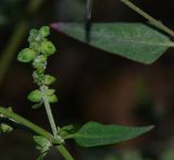 Atriplex davisii