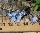 Myosotis sylvatica. Соцветие. Восточный Казахстан, Глубоковский р-н, окр. с. Тарханка, у вершины восточного склона сопки. 13.05.2015.