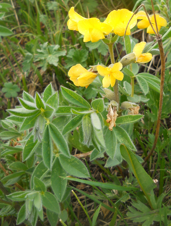 Image of Thermopsis alpina specimen.