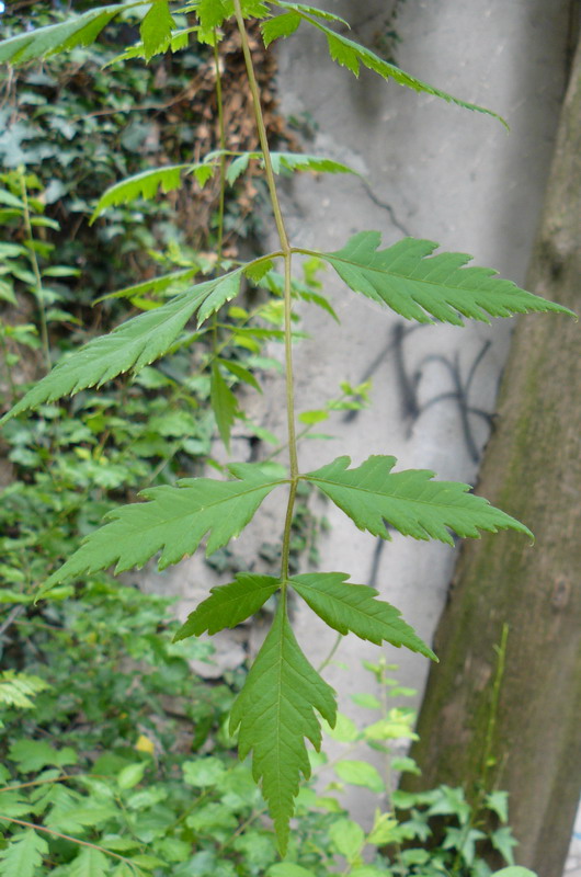 Image of Koelreuteria paniculata specimen.