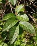 Lonicera involucrata. Верхушка побега. Санкт-Петербург, Ботанический сад БИН РАН. 21.07.2015.