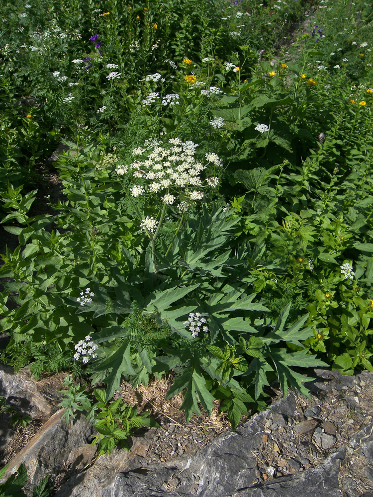 Изображение особи Heracleum freynianum.