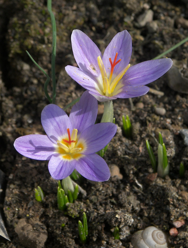 Изображение особи Crocus adanensis.