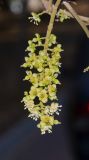Cupaniopsis anacardioides