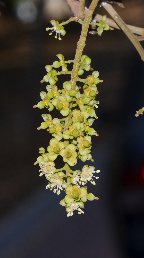 Изображение особи Cupaniopsis anacardioides.