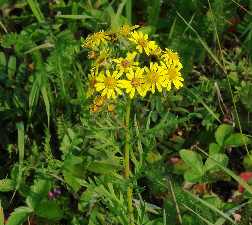 Изображение особи Senecio erucifolius.