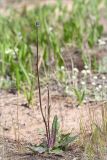 Trommsdorffia maculata
