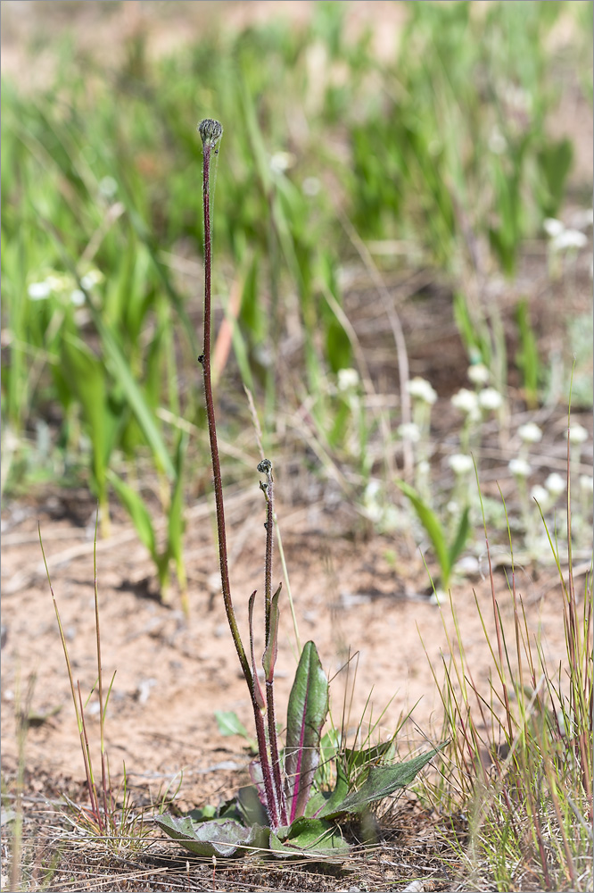 Image of Trommsdorffia maculata specimen.