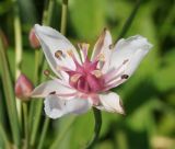 Butomus umbellatus