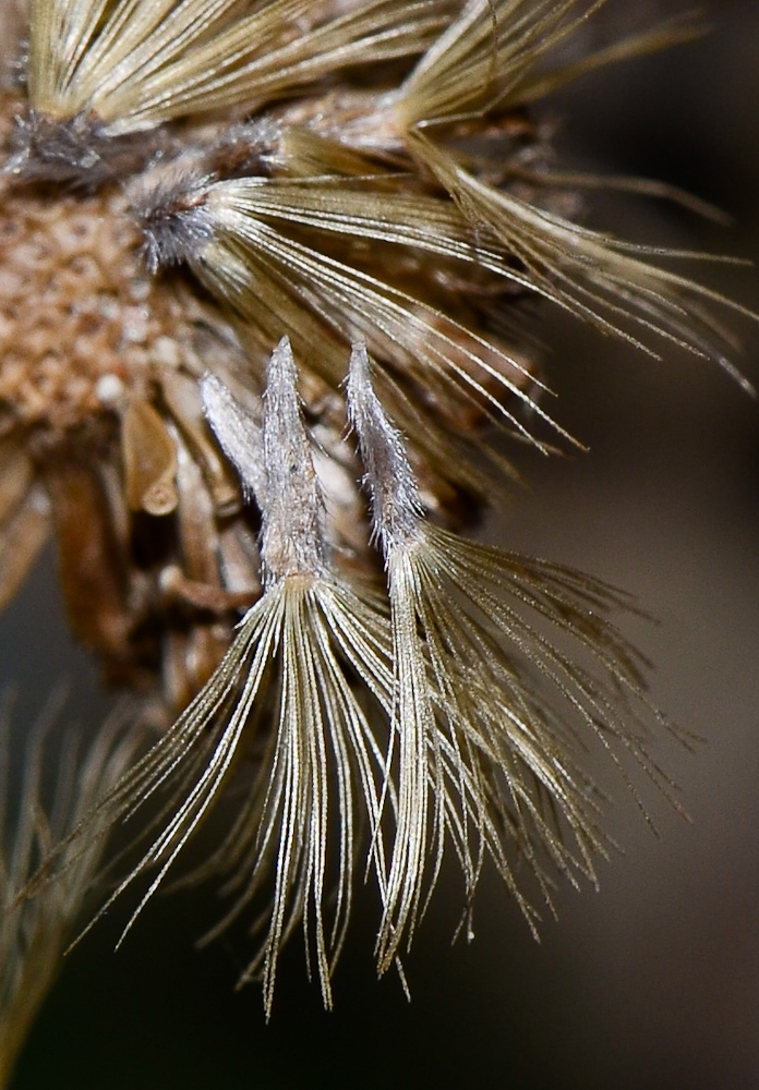 Image of Heterotheca subaxillaris specimen.