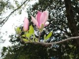 Magnolia liliiflora. Цветущая ветвь. Краснодарский край, г. Сочи. Центральный р-н, в культуре. 27.03.2016.