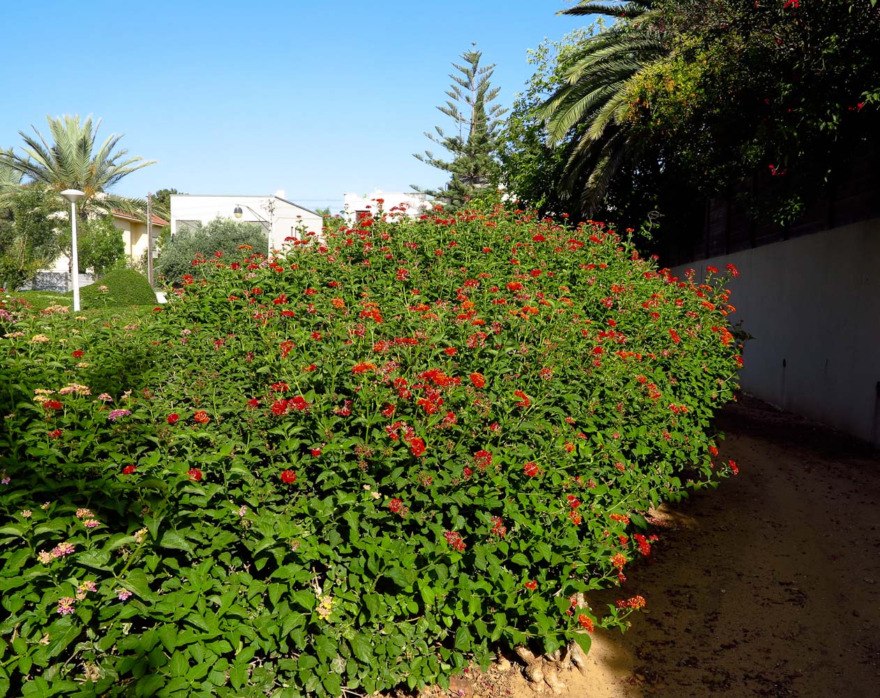 Image of Lantana camara specimen.