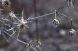 Eryngium planum