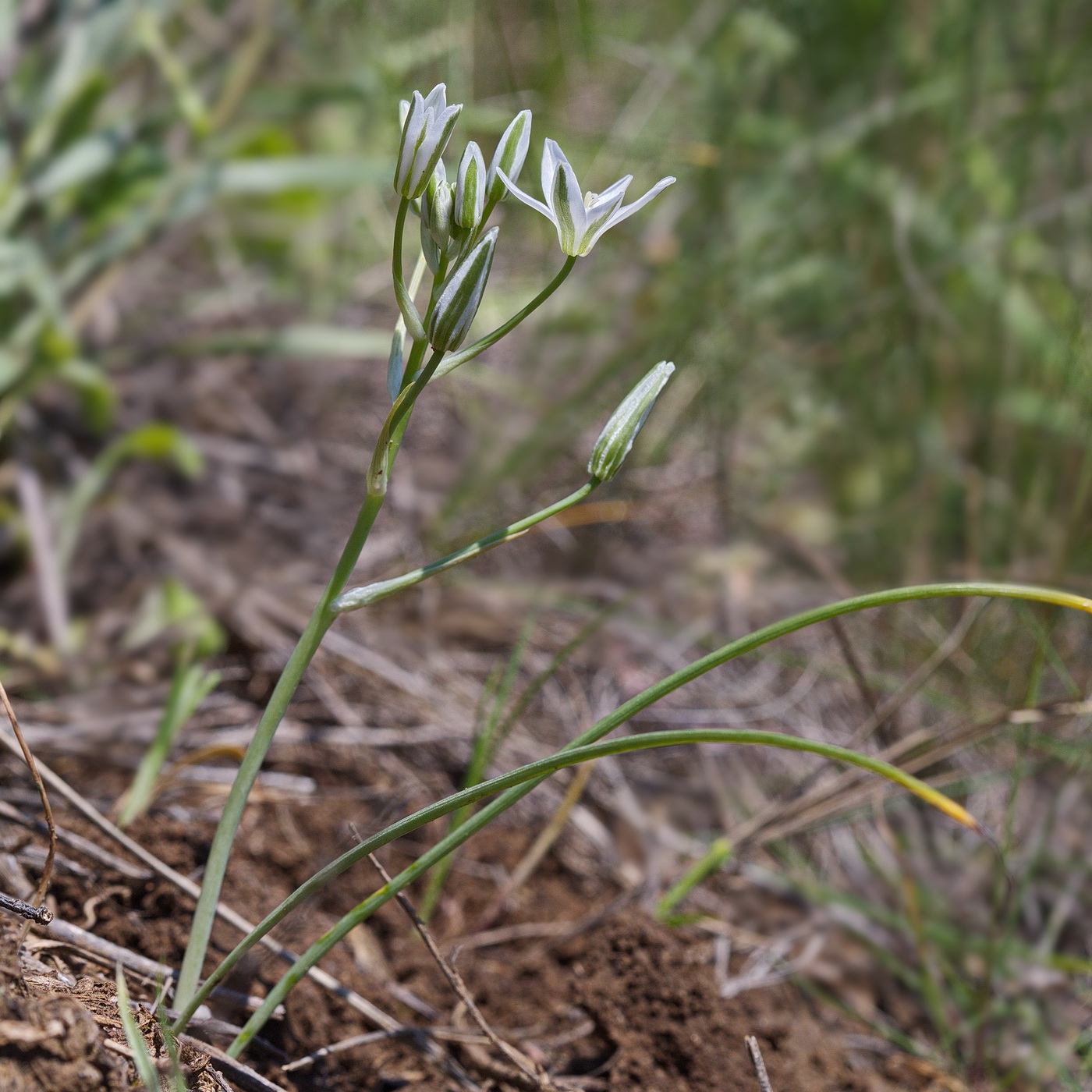 Image of Ornithogalum kochii specimen.