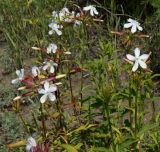 Saponaria officinalis