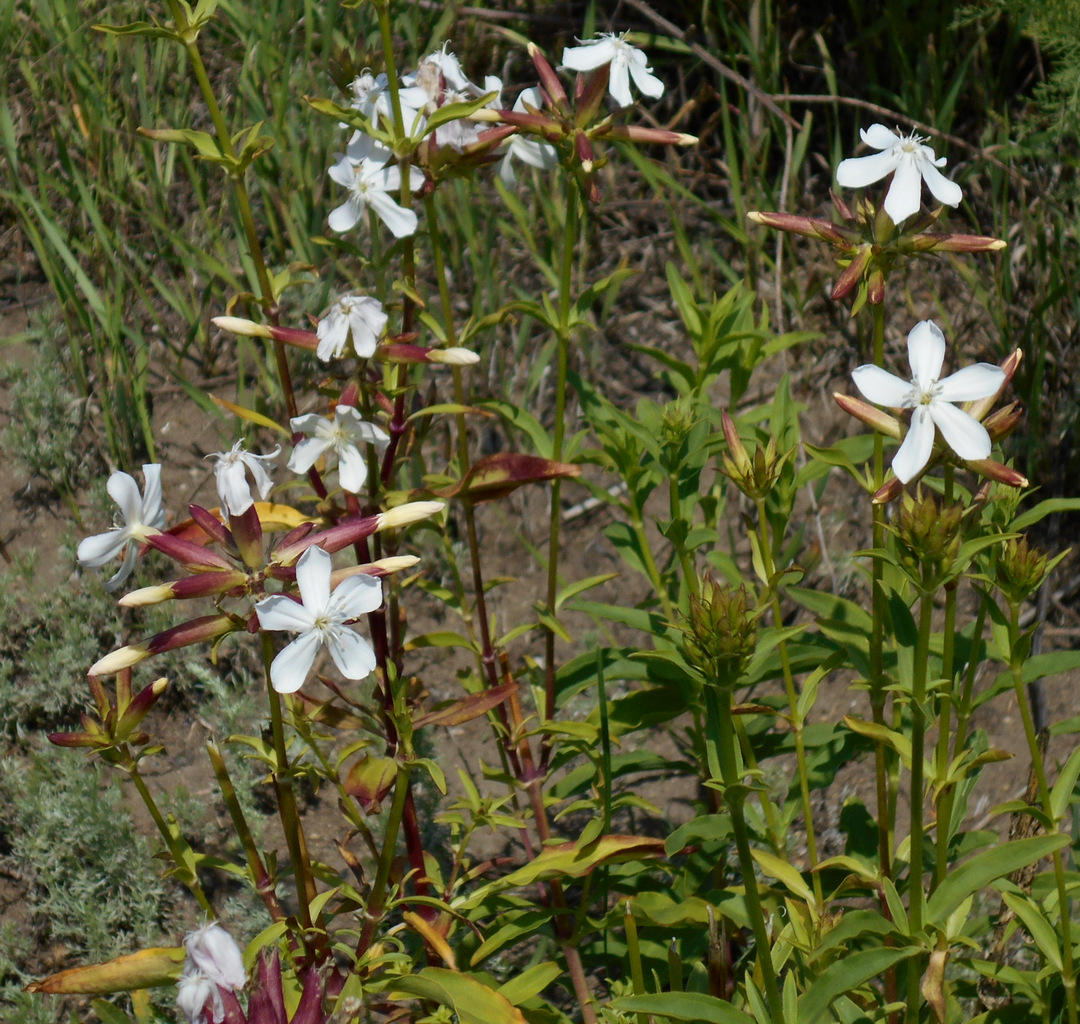 Изображение особи Saponaria officinalis.