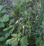 Carex sylvatica